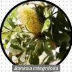  ??  ?? Banksia integrifol­ia Coast banksia