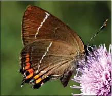  ??  ?? The rare White-letter Hairstreak butterfly has been spotted