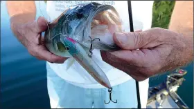  ?? NWA Democrat-Gazette/FLIP PUTTHOFF ?? Top-water lures such as a Zara Spook worked well Sept. 3 for catching black bass when they’re eating threadfin shad on the surface at Beaver Lake.