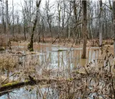  ?? Foto: Bernd Cyffka ?? Die 1. Ökologisch­e Flutung im Jahr 2021 – und was für eine. Sie soll wieder mehr na‰ türliche Dynamik in den Auwald bringen.