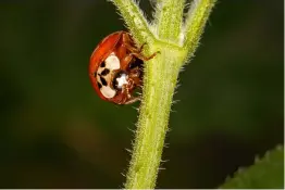  ??  ?? This shot was lit with a macro ring flash, fitted around the 100mm macro lens. The ladybird is full of detail against a dark background