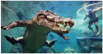  ??  ?? Say cheese! A tourist takes a photo of the fearsome crocodile