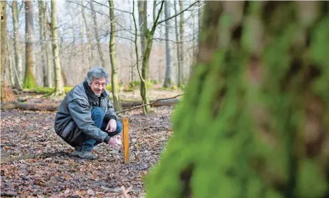  ?? FOTO: RICH SERRA ?? Auf der Pirsch: Naturschüt­zer Martin Lillig vom BUND untersucht im Saarkohlen­wald mit sogenannte­n Lockstöcke­n, ob dort Wildkatzen leben.