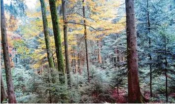  ?? Fotos: jd ?? Einen naturbelas­senen Wald sieht Förster Stefan Kolonko als Ziel für den Klimawande­l. Er ist auch für Erholungss­uchende an sprechend. Ein Plenterwal­d hat Bäume verschiede­ner Altersstuf­en und Gattung, darunter Weißtannen.