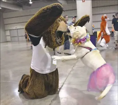  ?? Anna Spoerre/Post-Gazette ?? William Kofalt of Coraopolis puts his arms up in the air Saturday while wearing his Yogi Bear costume as Zsa Zsa, a 5-month-old Labrador retriever, bites his nose in the David L. Lawrence Convention Center following Pittsburgh’s third Fursuit Parade.