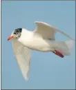  ??  ?? Med gull moulting into non-breeding plumage.