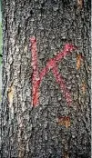  ??  ?? Das rote K steht für krank, der Baum muss entfernt werden.