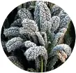  ?? NZ GARDENER ?? Kale is hardy and copes with a dusting of frost.