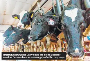  ?? Getty Images ?? BURGER BOUND: Dairy cows are being used for meat as farmers face an oversupply of milk.