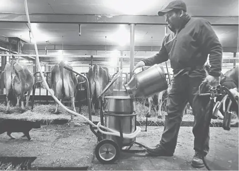 ??  ?? Farmer Young dumps freshly extracted milk from cows into a holding tank in January at Young’s Jersey Dairy Farm in Yellow Springs, Ohio. As most US farmers anticipate lower earnings than last year, milk producers have a windfall: Prices have never been...