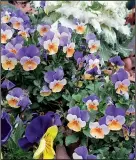  ??  ?? Violas come in many colors and color combinatio­ns, and they handle temperatur­e fluctuatio­ns better than pansies.