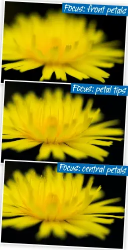  ??  ?? Focus: front petals Focus: petal tips Focus: central petals