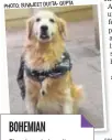  ?? GUPTA PHOTO:SUVAJEETDU­TTA- ?? BOHEMIAN Zizou loves to keep it simple. If your pet has thick fur, you can opt for a hippie look. Like Zizou, who sports a retro Bollywood scarf from The Bombay Store and a chain with a yin-yang locket.