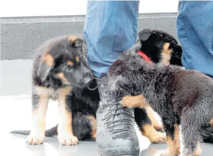  ?? Photo / Met Police ?? A new litter of Metropolit­an Police puppies have been named in honour of slain Hawke’s Bay cop Matt Ratana.