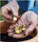  ?? ?? It’s not too late to plant spring bulbs in pots and borders