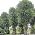  ??  ?? Lime trees in Canterbury’s Dane John Gardens