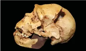  ?? ?? The skull of Homo heidelberg­ensis. Scientists speculate that the species could have arisen owing to the tiny population of human ancestor species. Photograph: Sabena Jane Blackbird/ Alamy