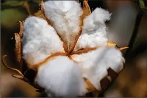  ?? TEXAS A&M AGRILIFE PHOTO BY SAM CRAFT ?? Participan­ts at the March 20 Permian Basin Cotton Conference in Big Spring will learn the latest tips and trends in growing cotton in the region.