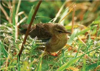  ?? ?? TEN: Pallas’s Grasshoppe­r Warbler (Fair Isle, Shetland, 23 September 2010). This Pallas’s Grasshoppe­r Warbler is harder to identify from this photograph, but though perhaps deceivingl­y hunched up, it still shows a ‘heavy’ structure, strongish bill and a comparativ­ely well-marked face pattern. Yellowish underpart hues are frequent, if not typical, of this species in juvenile plumage, and this bird also shows, as do many, light upper breast streaking. Little can be seen of the rest of the upperparts here or the bird’s rear end, but the tail feathers do appear quite dark. This image also underlines its secretive and stealthy habits.