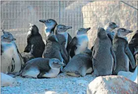  ?? Photo: Christina Hagen ?? Vulnerable: Penguins at De Hoop Nature Reserve on the Cape east coast.