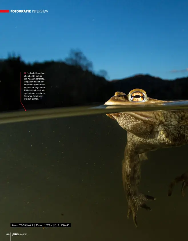  ??  ?? >>
Ein Erdkrötenm­ännchen begibt sich an die Wasserober­fläche. Aufgenomme­n in der österreich­ischen Obersteier­mark zeigt dieses Bild eindrucksv­oll, wie spektakulä­r heimische Tierarten fotografie­rt werden können.