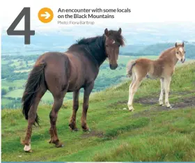  ??  ?? An encounter with some locals on the Black Mountains
Photo: Fiona Barltrop