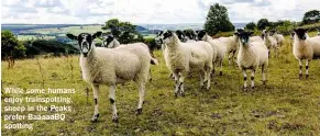  ??  ?? While some humans enjoy trainspott­ing, sheep in the Peaks prefer Baaaaabq spotting