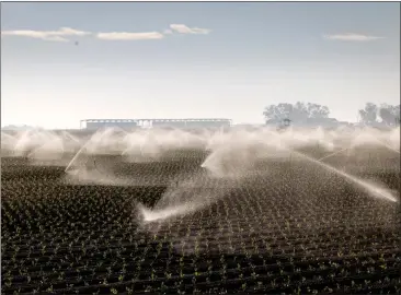  ?? PHOTO BY CAITLIN OCHS, REUTERS ?? A field of spinach is irrigated with Colorado River water in the Imperial Valley on Dec. 5, 2022.