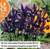  ??  ?? 25 Iris reticulata Pauline (code B411) 75 Iris reticulata Pauline (code E411)