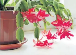  ??  ?? The Holiday Cactus blooms during winter, giving it its name.