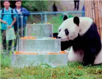  ?? AFP ?? Giant panda Pan Pan sniffing a birthday cake made of ice for his 30th birthday at the China Conservati­on and Research Centre for the Giant Panda in Dujiangyan, southweste­rn China’s Sichuan Province on September 21, 2015. —