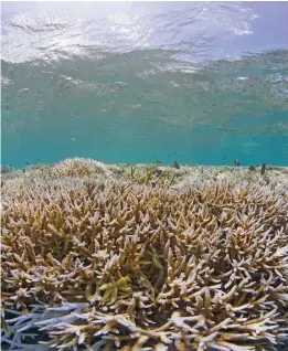  ?? Photo: Victor Benito ?? Healthy looking corals at the Coral Coast.