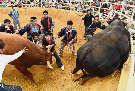  ??  ?? Bloodless sport: Handlers separating two bulls after a red bull (left) defeated the other one during a bullfighti­ng event in Uruma, Okinawa prefecture. Bullfighti­ng in Okinawa attracts big crowds, including families with small children who peer...