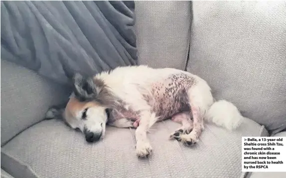  ??  ?? Bella, a 13-year-old Sheltie cross Shih Tzu, was found with a chronic skin disease and has now been nursed back to health by the RSPCA