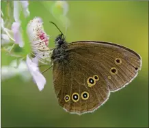  ??  ?? The Ringlet’s distinctiv­e markings have been seen in Scotland