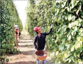  ?? POST STAFF ?? Farmers harvest pepper in Ratanakkir­i province in July 2020.