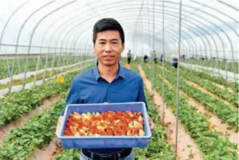  ??  ?? В уезде Чжаоцзюэ округа Ляншань выращивани­е клубники приносит крестьянам огромную выгоду