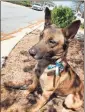  ?? Contribute­d ?? Polk County Sheriff’s Office K-9 Thor poses with his teal ribbon to honor and support sexual assault survivors as part of the Sexual Assault Center of Northwest Gerogia’s campaign.