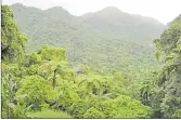  ?? Picture: Swallowtai­l and Birdwing Butterfly Trust. ?? Rainforest of the Natewa Peninsula.