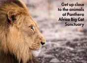  ??  ?? Get up close to the animals at Panthera Africa Big Cat Sanctuary