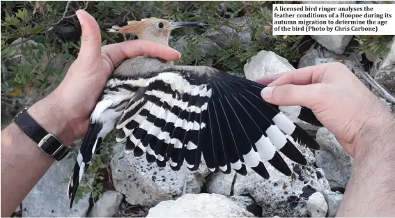  ??  ?? A licensed bird ringer analyses the feather conditions of a Hoopoe during its autumn migration to determine the age of the bird (Photo by Chris Carbone)