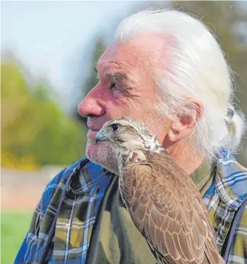  ?? ARCHIVFOTO: MICHAEL KROHA ?? Mit Greifvögel­n hat der Falkner Leo Mandlsperg­er bereits im vergangene­n Jahr Saatkrähen aus dem Laupheimer Stadtgebie­t vergrämt. Jetzt ist er mit seinem Team wieder vor Ort und setzt die Aktion in städtische­m Auftrag fort.