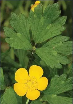  ??  ?? The Creeping Buttercup is a common weed of garden lawns.