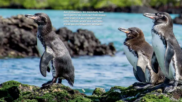  ??  ?? Aux Galápagos, les manchots font aussi partie du casting ! Endémique, cette espèce a pu s’adapter sous cette latitude grâce aux courants froids qui enveloppen­t l’archipel.