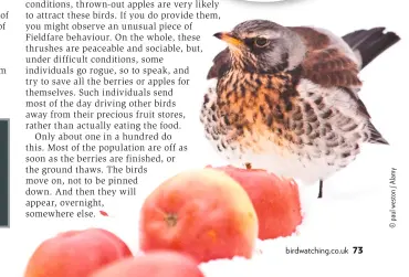  ??  ?? HARSH WEATHER Fieldfares particular­ly appreciate fallen fruit such as apples in the coldest weather