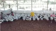  ??  ?? Since giving up operation of the canteen franchise, the school has cut its poultry production.