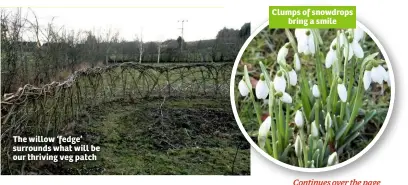  ??  ?? The willow ‘fedge’ surrounds what will be our thriving veg patch Clumps of snowdrops bring a smile