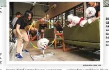  ?? ALFIAN RIZAL/JAWA POS ALFIAN RIZAL/JAWA POS ?? ACARA PERDANA: Anggota komunitas Bichon Frise Surabaya saat berkumpul sekaligus merayakan Natal di Gatherinc. Bistro & Bakery.
BIKIN GEMAS: Aksi salah satu anjing bichon frise melompati lingkaran.