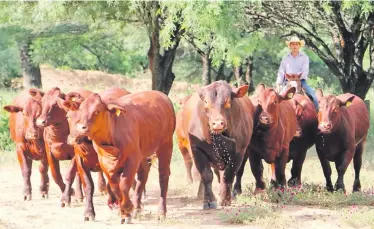  ?? ?? Paraguay está posicionad­o como uno de los países con mejor producción ganadera en el mundo, sin embargo, en los últimos 2 años hemos bajado nuestro hato en casi 800.000 cabezas.