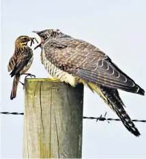  ??  ?? A young cuckoo is fed by its meadow pipit adoptive parent after calling continuous­ly for food at the Derwent Reservoir in Consett, Co Durham.